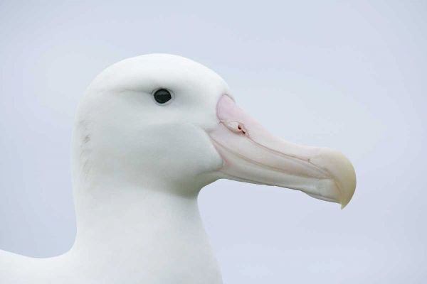 South Georgia Isl, Prion Isl Wandering albatross